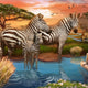 PZ500 Zebras At Waterhole