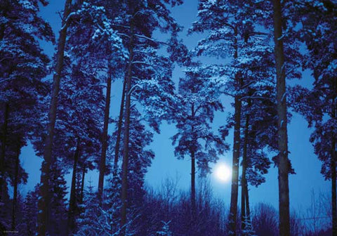 PZ500 Full Moon Magic Forest
