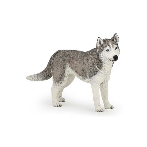 Husky De Sibérie