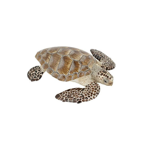 Tortue Caouane