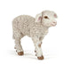 Merino Lamb