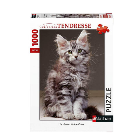 PZ1000 The Maine Coon Kitten