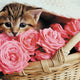 PZ500 Chaton Romantique