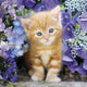 PZ500 Chaton Dans Les Fleurs