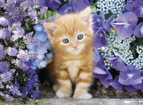 PZ500 Chaton Dans Les Fleurs