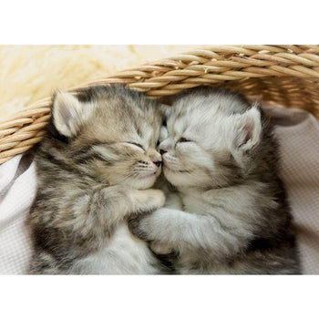 PZ500 Doux Chatons